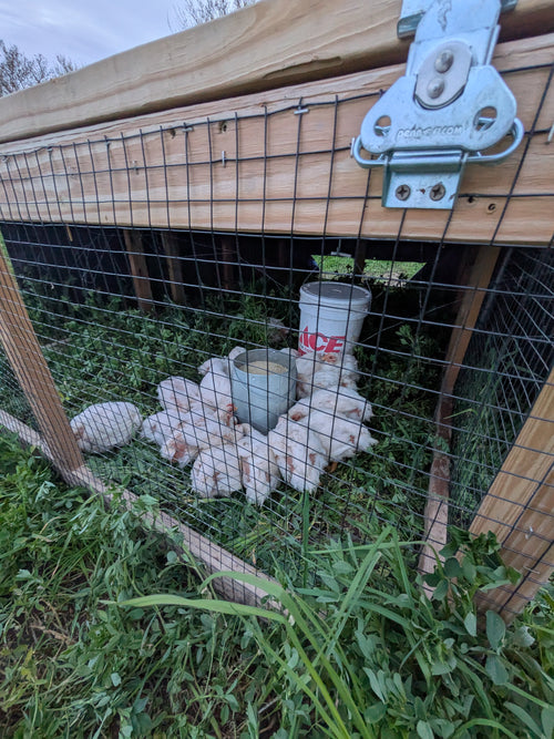 2026 Pasture-Raised Meat Chicken Pre-Order (Reservation Deposit)